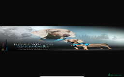 Miniature Dachshund dogs for sale:  ⭐️🐶Tiny tiny miniature dachshunds🐶⭐️ - Image 2