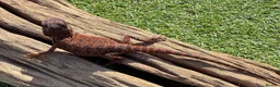 Bearded Dragon reptiles for sale: Black bloodline 100% red monster bearded dragons  - Advert 6