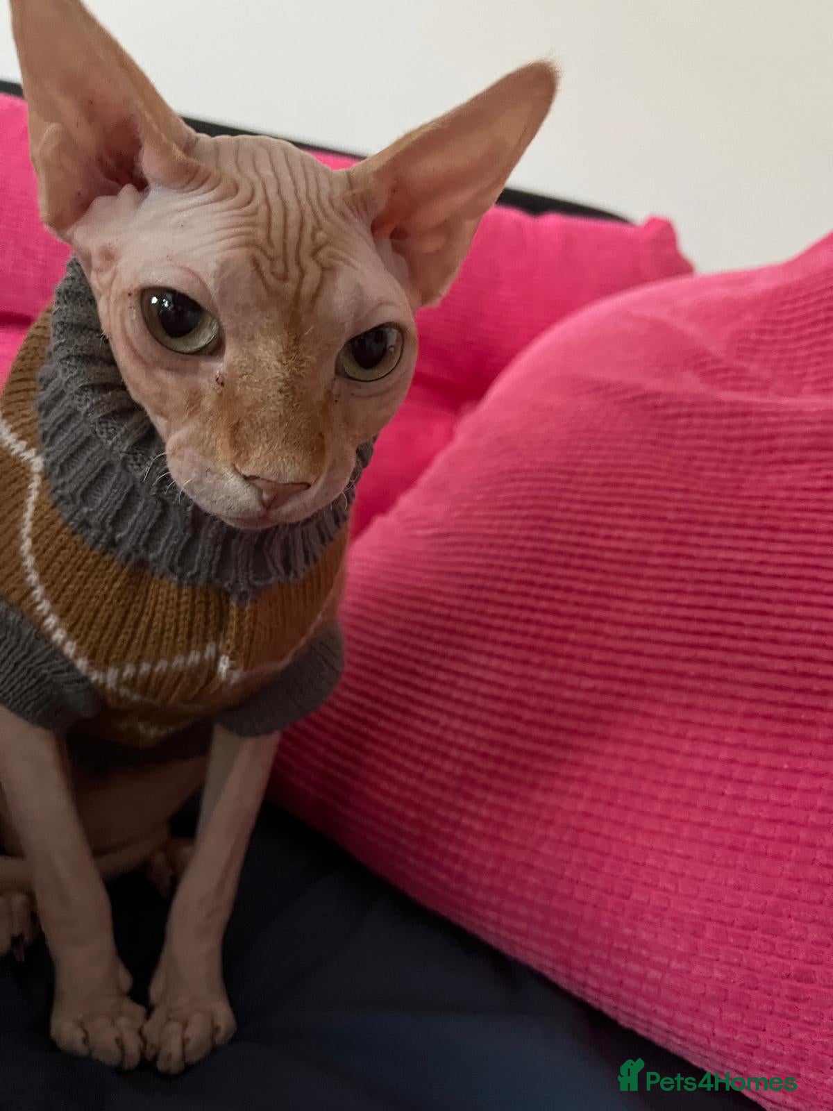 Sphynx cats Sphynx ginger boy cat looking for forever home - Advert 2