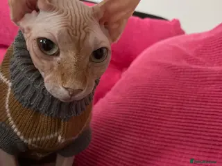 Sphynx cats Sphynx ginger boy cat looking for forever home - Advert 2