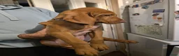 Hungarian Vizsla dogs for sale: ***Ready Now*** Hungarian Vizsla Puppies  - Advert 22