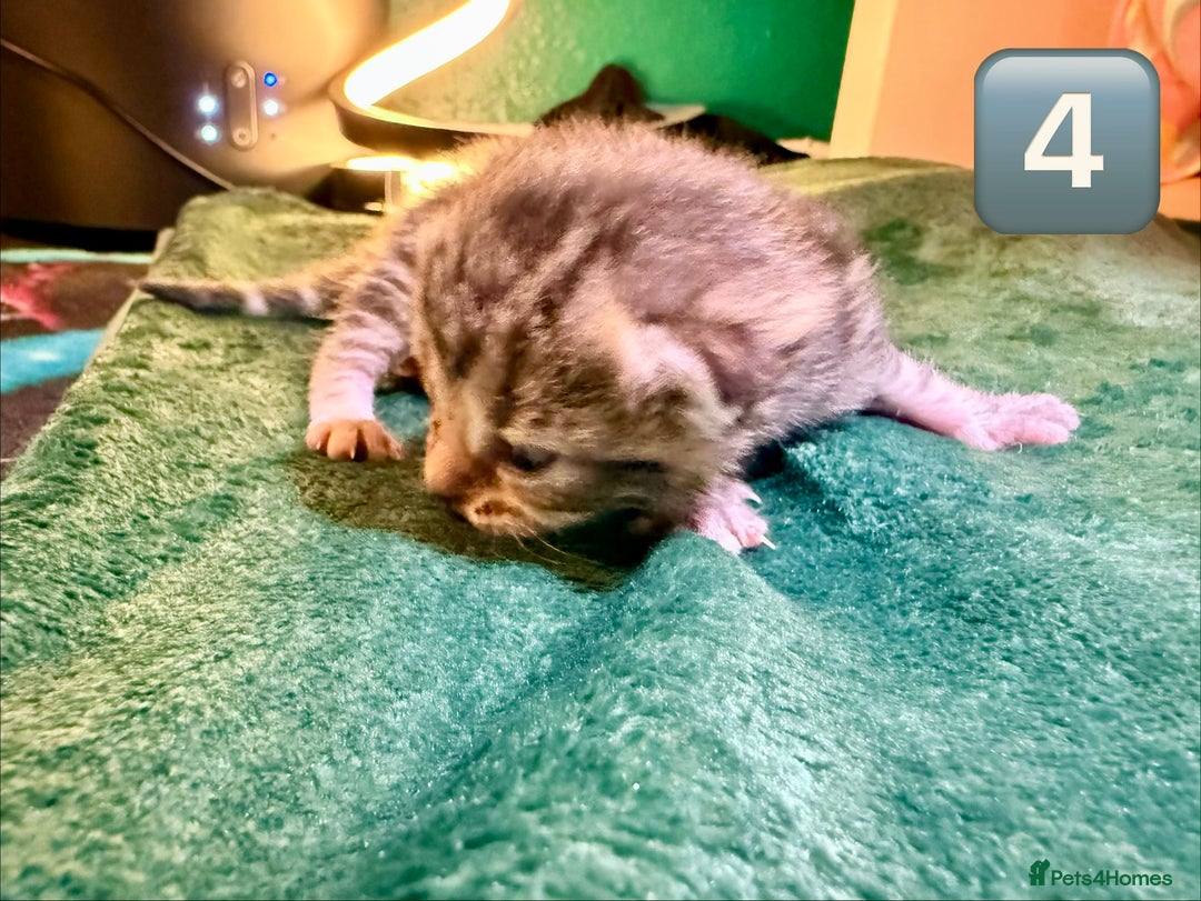 Maine Coon cats for sale: Gorgeous Fluffy Maine Coon Kittens  - Advert 14