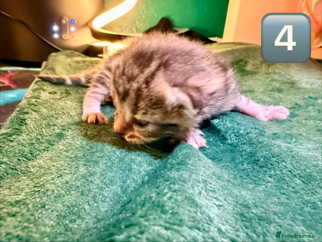 Maine Coon cats for sale: Gorgeous Fluffy Maine Coon Kittens  - Advert 14