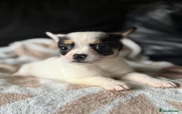 Mixed Breed dogs for sale: French poms *READY NOW 2 LEFT* - Image 2