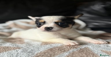 Mixed Breed dogs - Advert 16