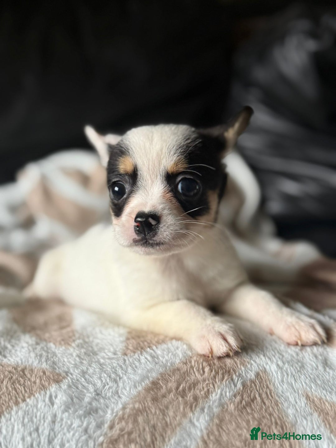 Mixed Breed dogs for sale: French poms *READY NOW 2 LEFT* - Image 2
