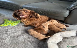 Mixed Breed dogs for sale: BEAUTIFUL CHi- SPANIEL PUPS - Image 9