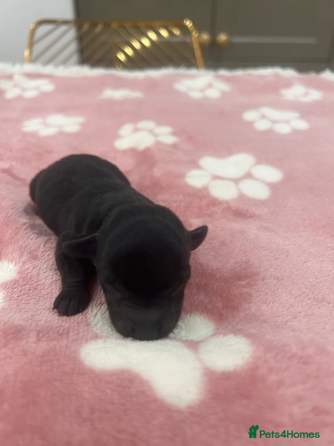 Chiweenie dogs for sale: 4 Gorgeous Chiweenies - 3 Girls 1 Boy  - Advert 10