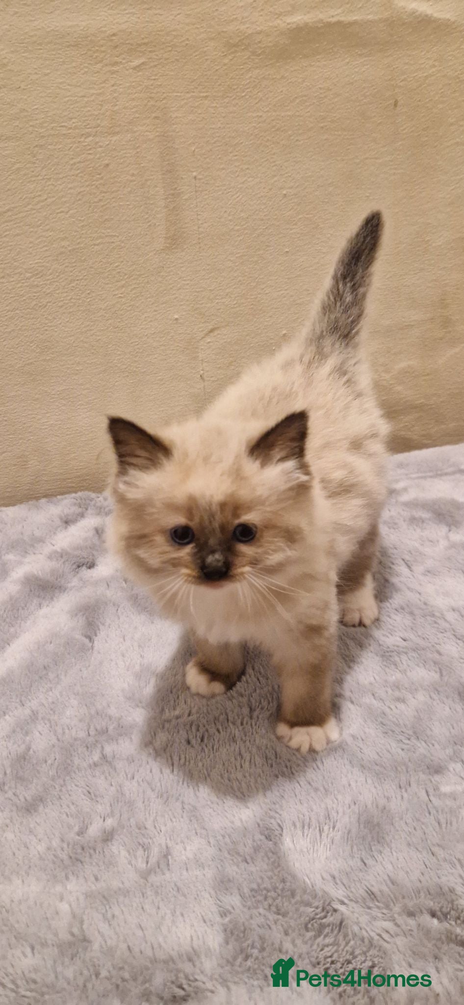 Ragdoll cats Pure-bred Ragdoll kittens - Advert 2