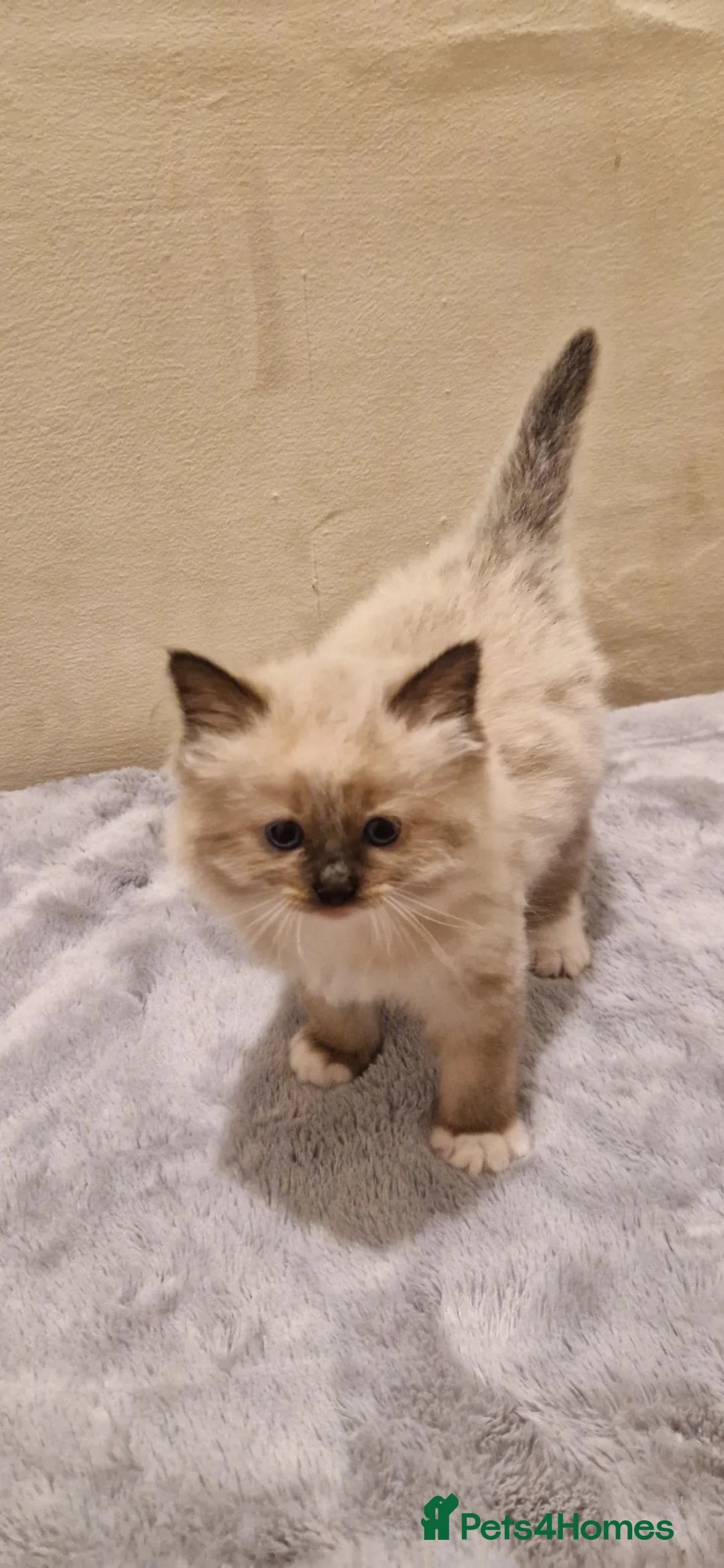 Ragdoll cats for sale: Pure-bred Ragdoll kittens in Gunnislake - Advert 1