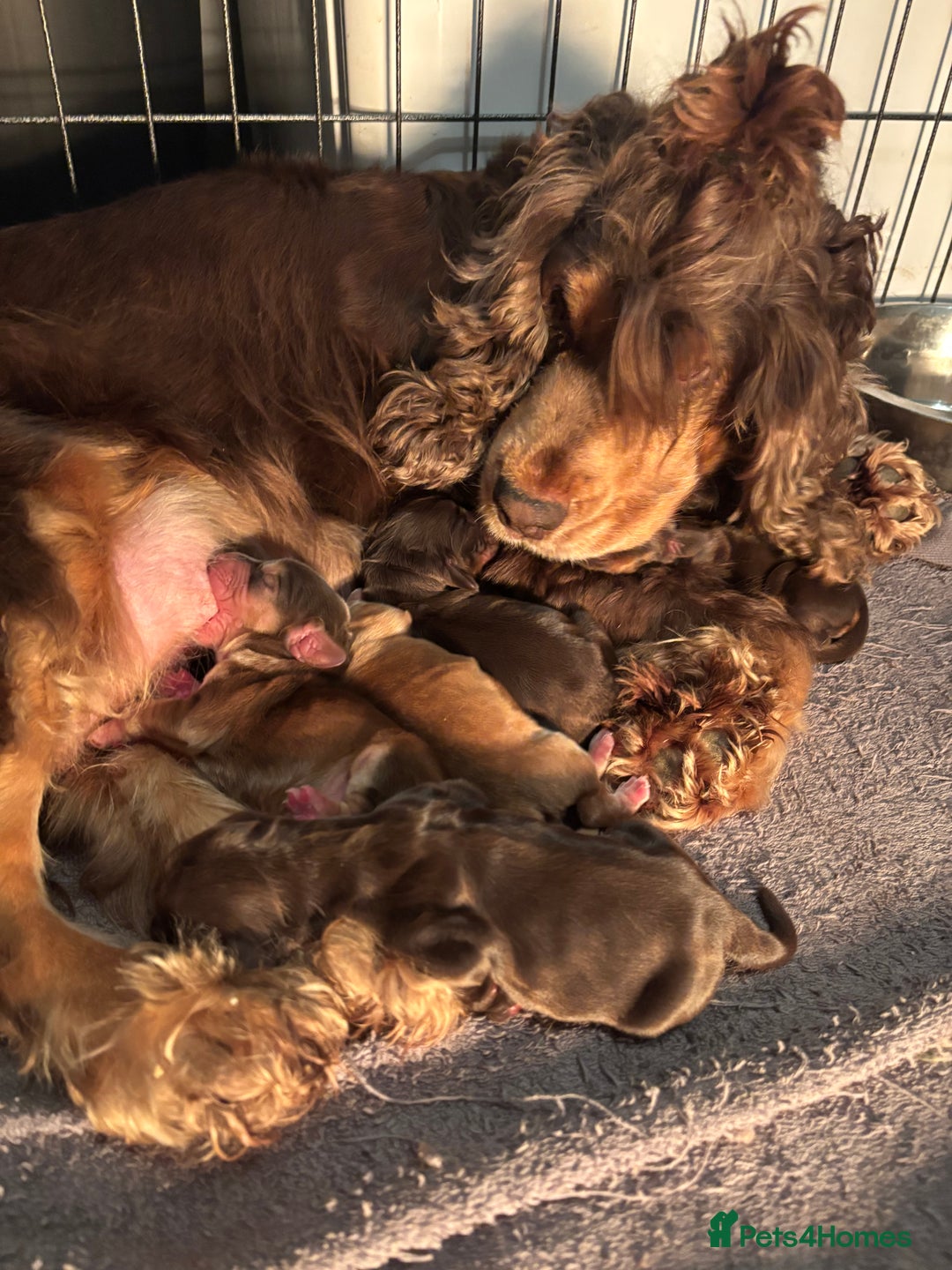 Cocker Spaniel dogs for sale: 🐾[Simbawood Lines]KC Show Cocker Spaniels🐾 - Advert 22