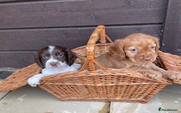 Cocker Spaniel dogs for sale: Cocker spaniel puppies  - Advert 11