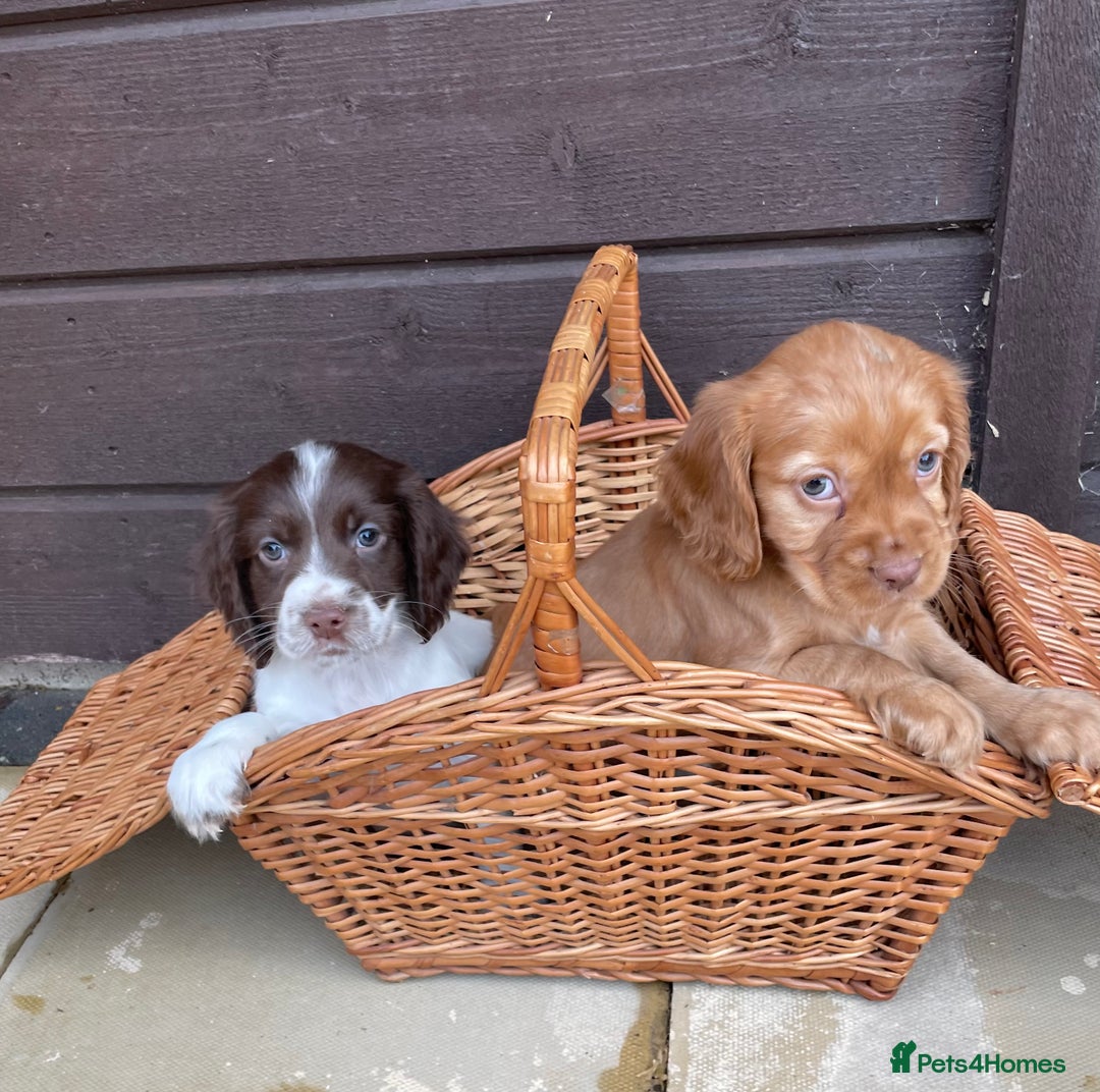 Cocker Spaniel dogs for sale: Cocker spaniel puppies  - Advert 11