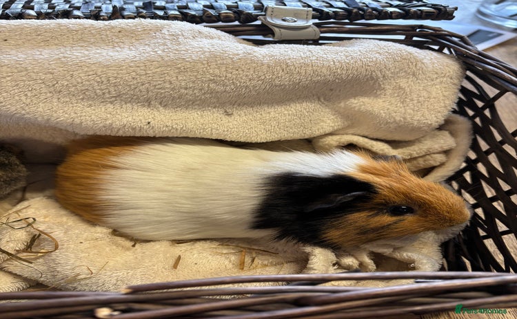 Guinea Pig rodents - Advert 1