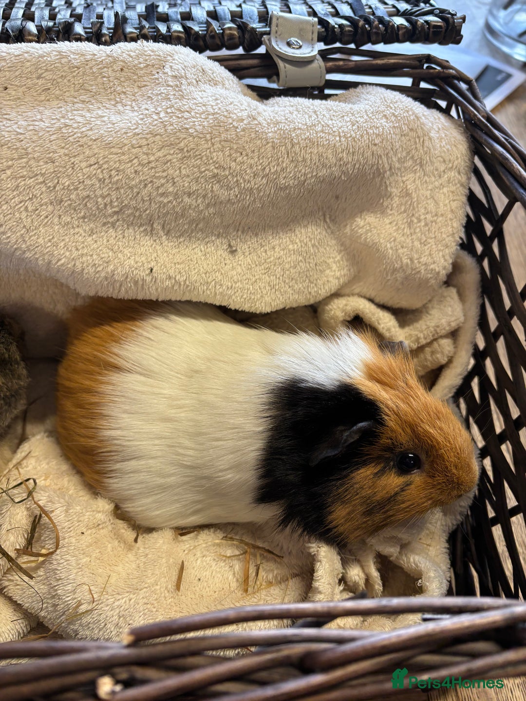 Guinea Pig rodents for sale: Beautiful baby female guinea pigs  - Image 1
