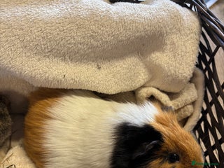 Guinea Pig rodents - Advert 7