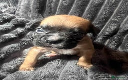Boxer dogs for sale: Gorgeous litter of red and white boxers.  - Image 29