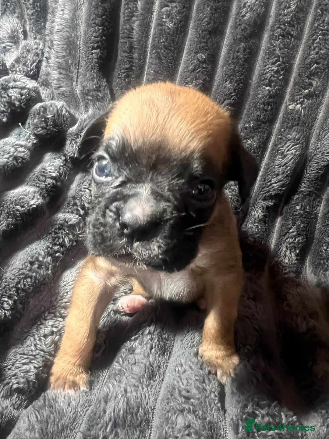 Boxer dogs for sale: Gorgeous litter of red and white boxers.  - Image 29