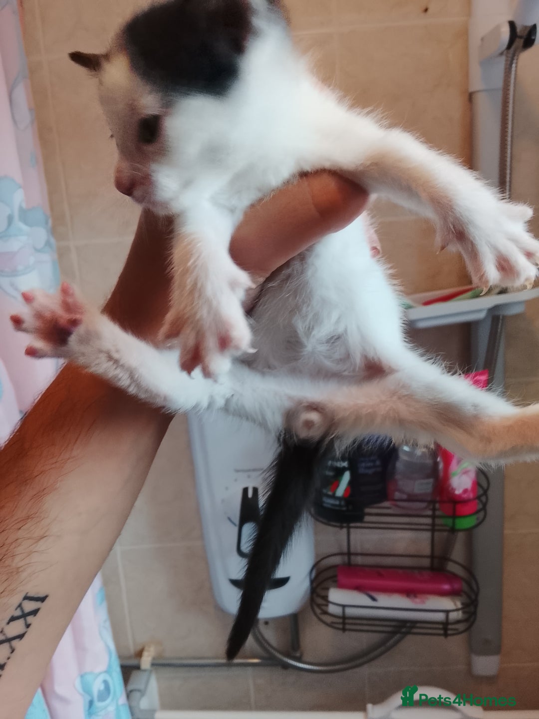 Turkish Angora cats for sale: Turkish angora w/kittens - Image 6