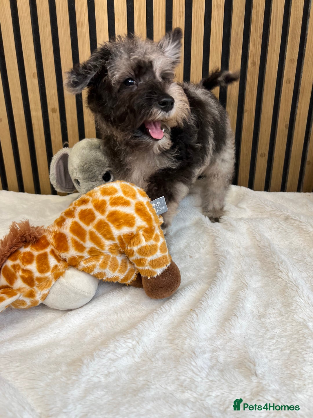 Mixed Breed dogs for sale: Stunning Mini toy Schnoodle puppy male  - Advert 5