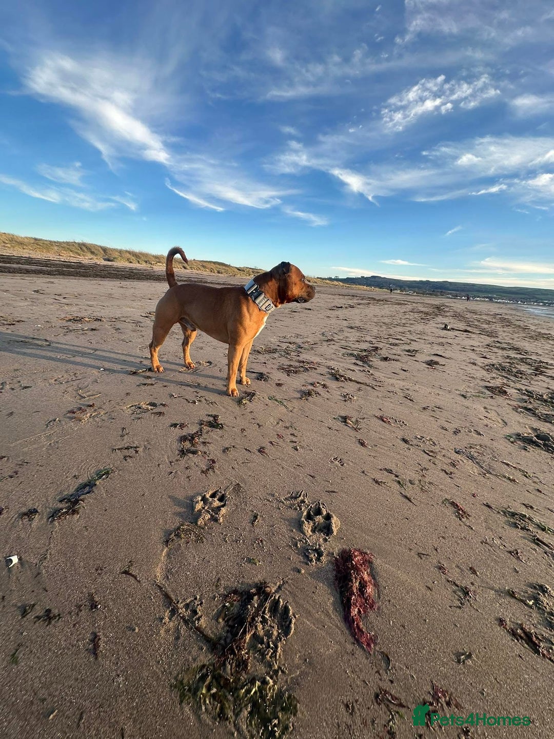 Staffordshire Bull Terrier dogs for stud: 🐕Stud Dog Available Red Staffordshire BullTerrier - Advert 2