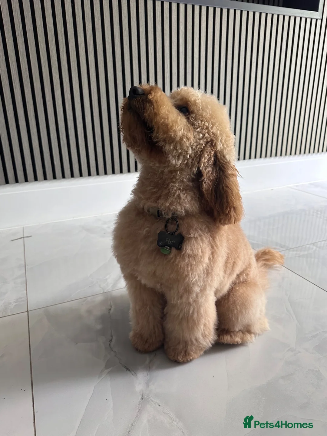 Cockapoo dogs for stud: Kc registered stud . Cockapoo 2 years old not 1.  in Egham - Advert 1