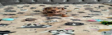 Miniature Dachshund 4