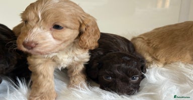 Cockapoo dogs - Advert 4