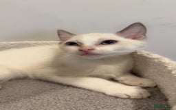 Ragdoll cats for sale: 2 Males Ragdoll Kittens Ready Today offers welcome in Purley - Image 4