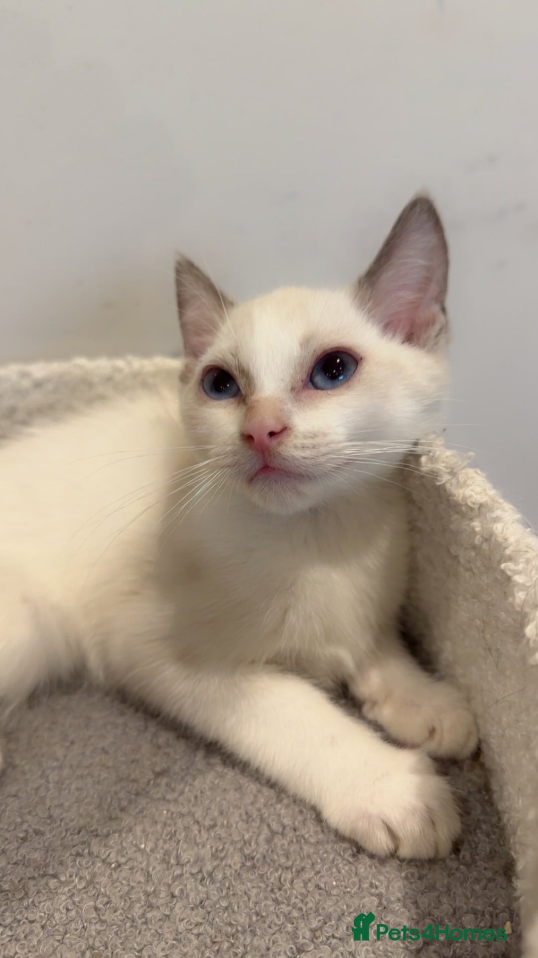 Ragdoll cats for sale: 2 Males Ragdoll Kittens Ready Today offers welcome in Purley - Image 4