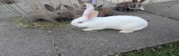 Mixed Breed rabbits for sale: Baby Rabbits  - Advert 7