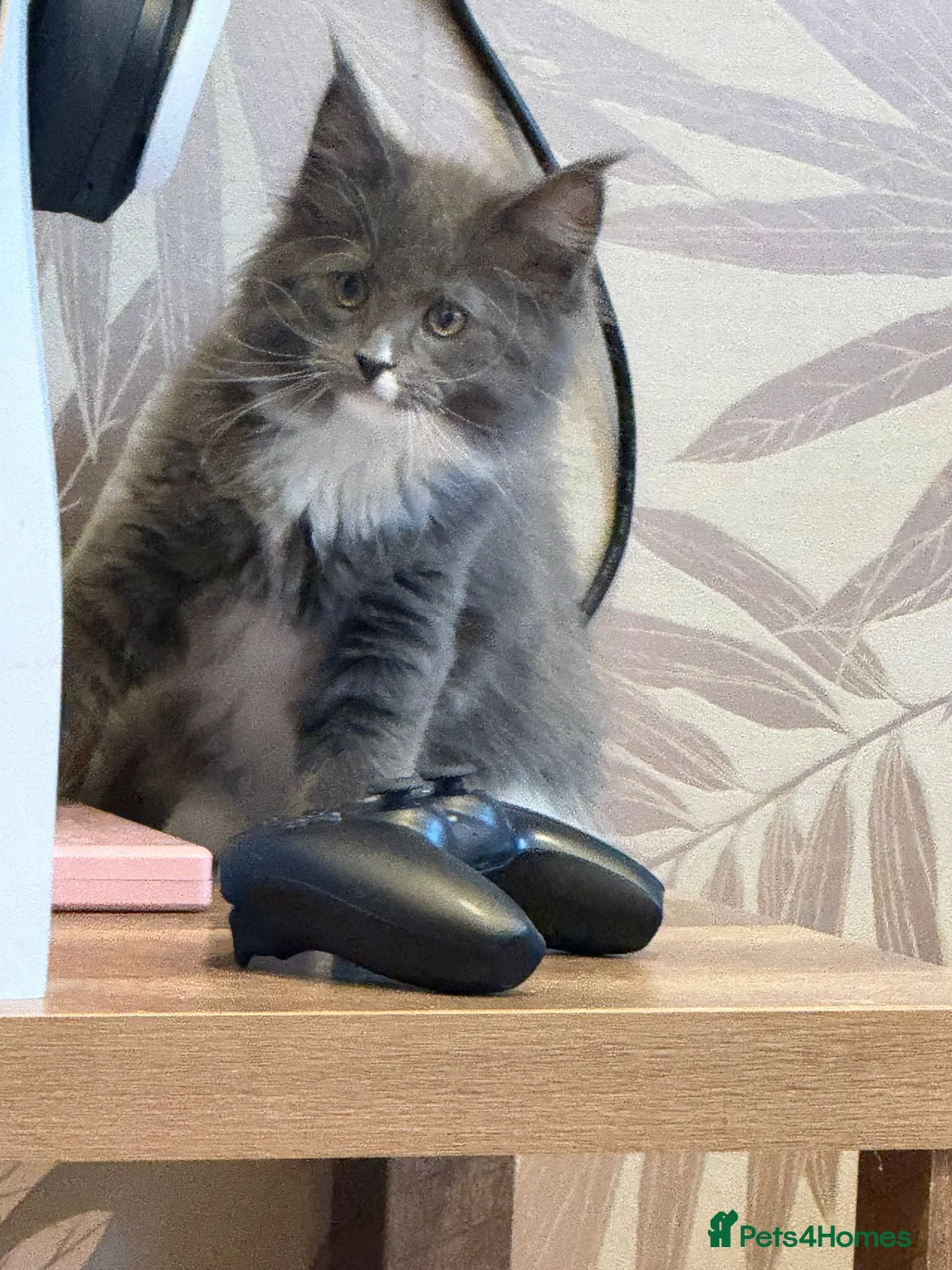 Maine Coon cats for sale: Beautiful GCCF registered Maine coon Kittens  - Advert 22