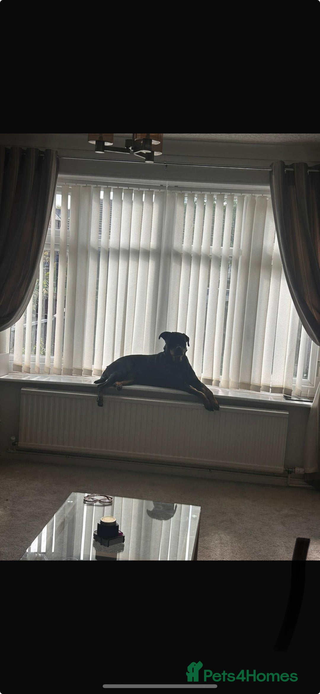 Rottweiler dogs for sale: Rottweiler girl for rehome - Image 5
