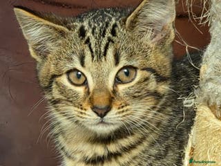 Mixed Breed cats Stunning Siamese x Bengal Kittens Ready Now - Advert 10