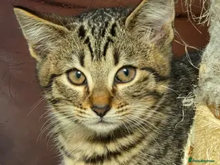 Mixed Breed cats Stunning Siamese x Bengal Kittens Ready Now - Advert 17