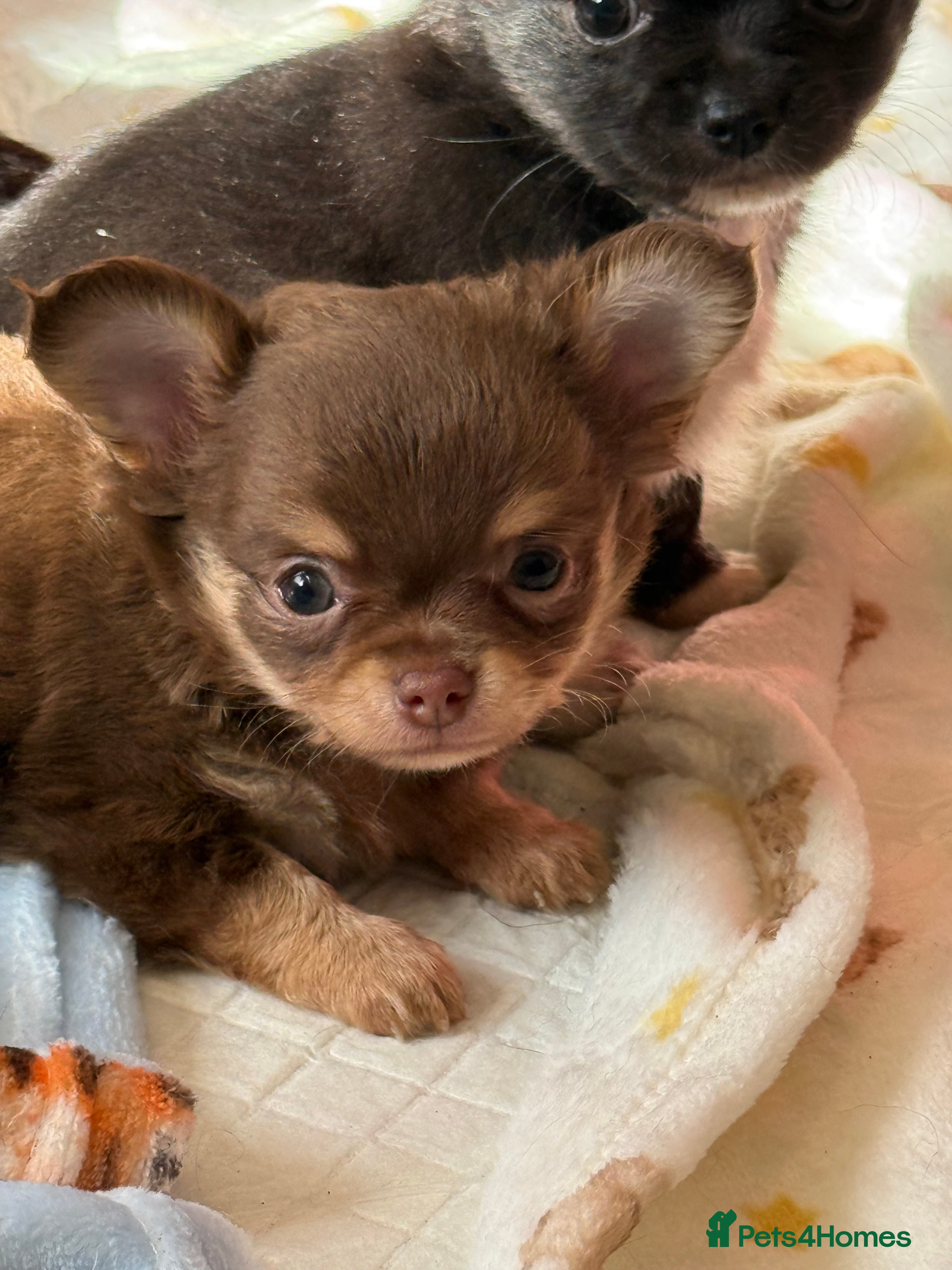 Chihuahua dogs kc reg long coat chihuahua boys available  - Advert 2