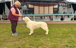 Golden Retriever dogs for stud: At Stud to Approved Bitches - Image 6