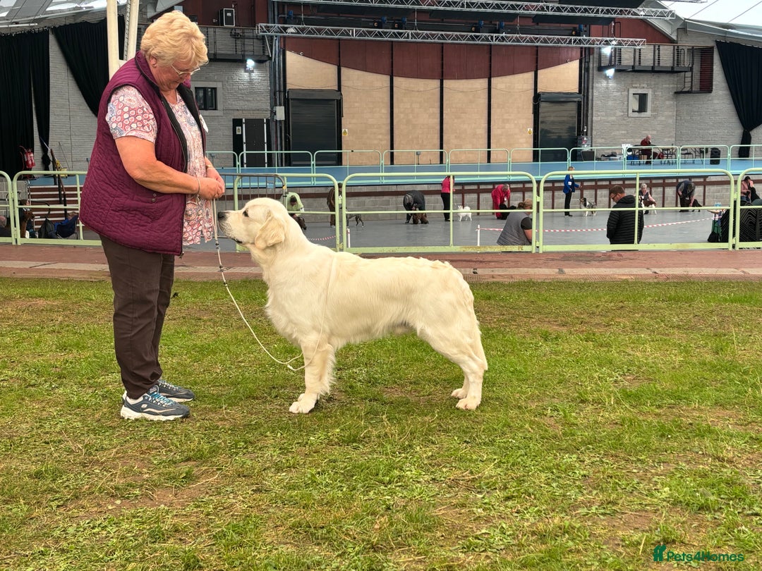 Golden Retriever dogs for stud: At Stud to Approved Bitches - Image 6