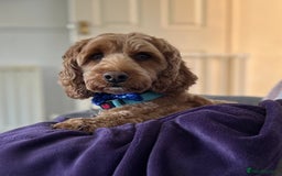 Cockapoo dogs for sale: 2 year old F1 Cockapoo - Image 1