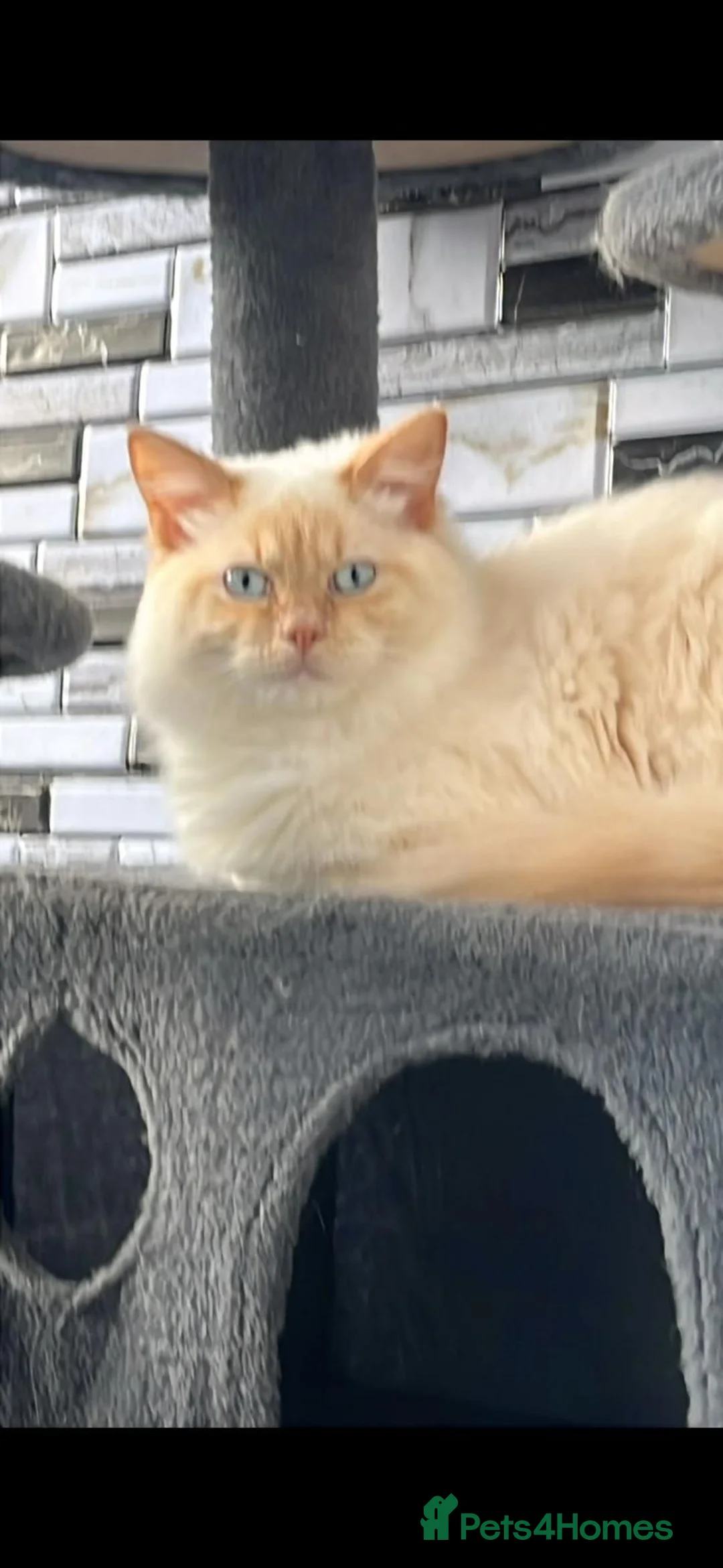 Ragdoll cats for sale: Ragdoll male  in Saltcoats - Advert 2