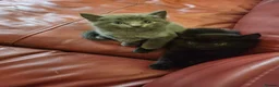 Mixed Breed cats for sale: Lovely 2 little ones  in Colchester - Advert 2