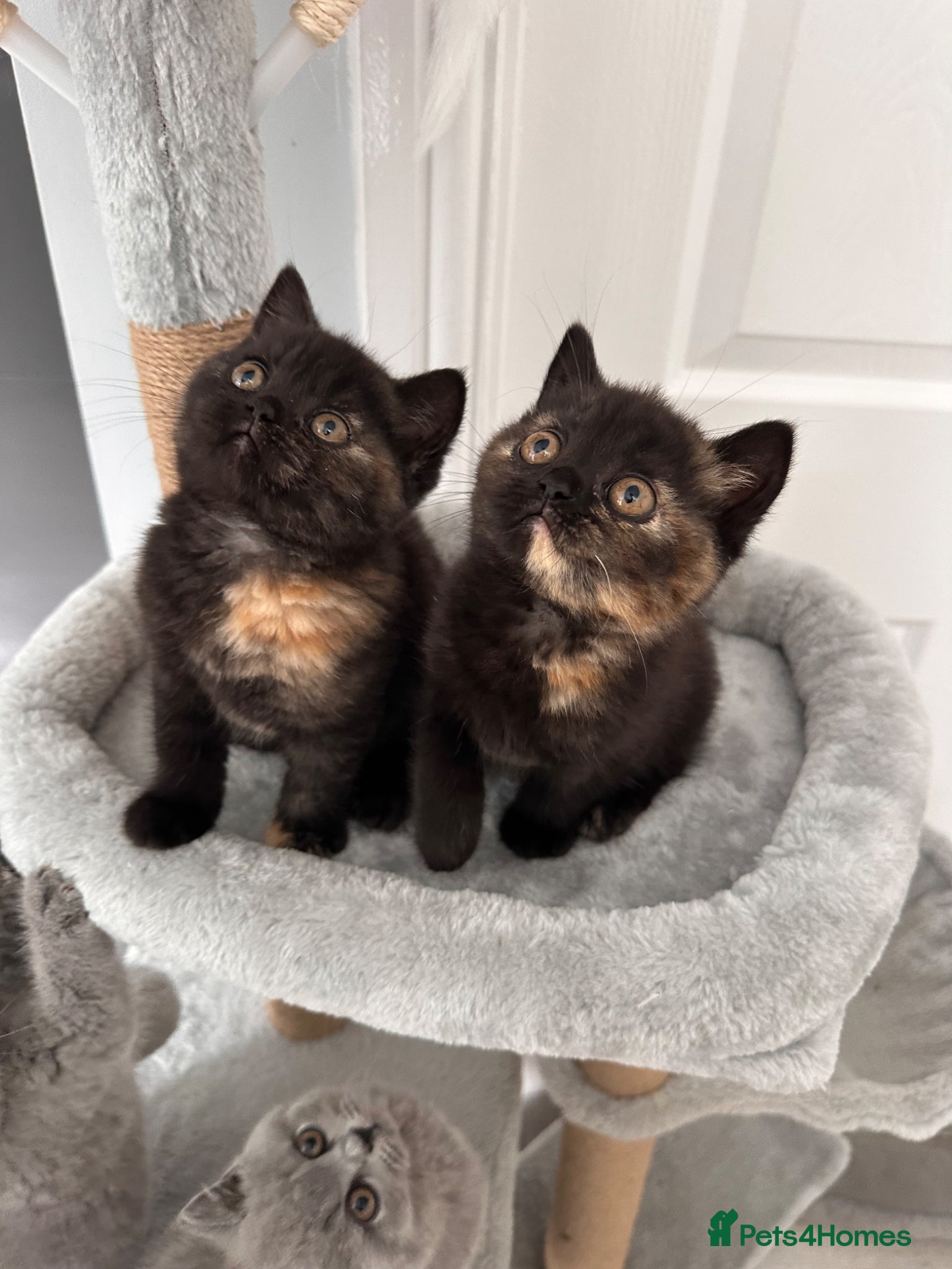 British Shorthair cats Gccf registered pedigree British Shorthair kittend - Advert 1