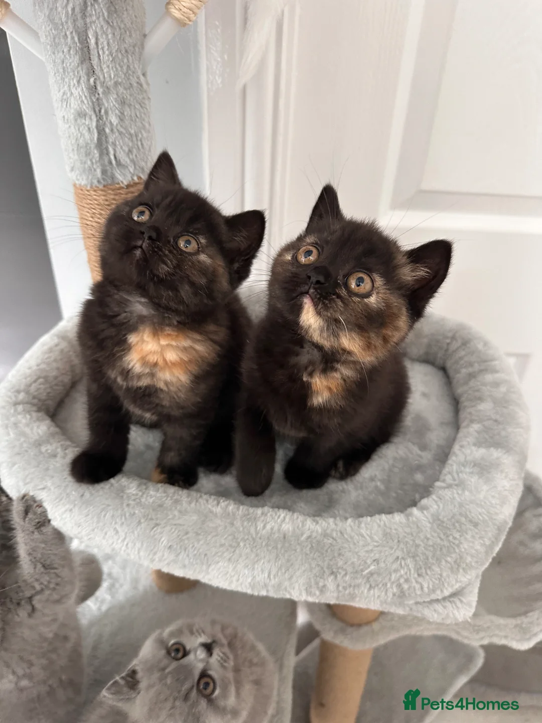 British Shorthair cats for sale: 2 Gccf registered British Shorthair kittens - Advert 1