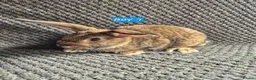 Mini Lion Lop rabbits for sale: Mini Lion Lop Bunnies - Advert 6