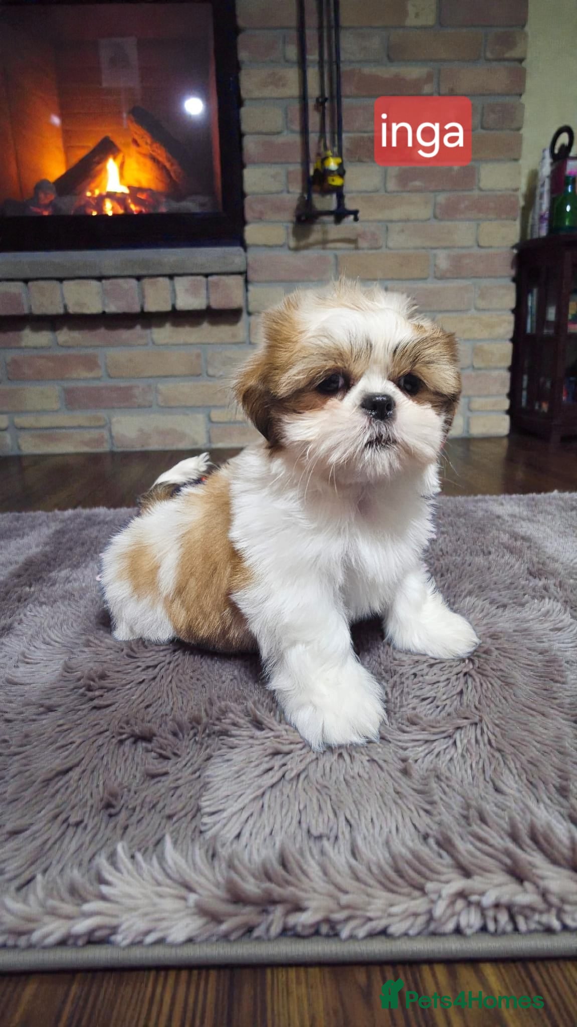 Shih Tzu dogs 💞 QUALITY STANDARD SHIH TZU 💞 - Advert 4