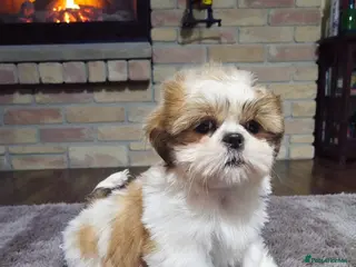 Shih Tzu dogs 💞 QUALITY STANDARD SHIH TZU 💞 - Advert 4