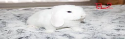 Mini Lop rabbits for sale: Stunning Mini Lop Babies - Advert 5