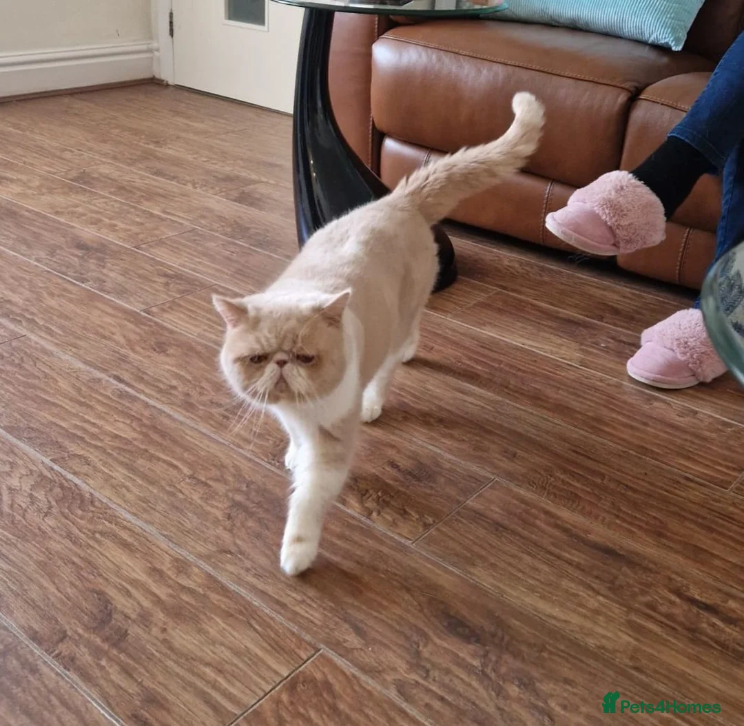 Exotic cats for sale: Exotic Cream and White Male - Advert 1