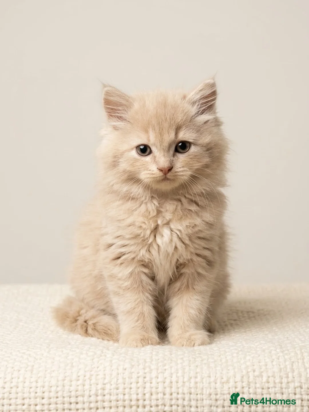 British Longhair cats for sale: Gorgeous GCCF registered British long & shorthair  - Advert 1