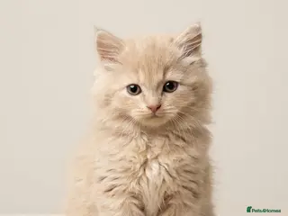 British Longhair cats Gorgeous GCCF registered British long & shorthair - Advert 3